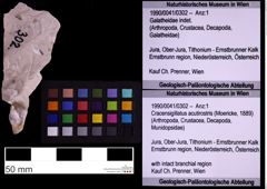 Foto (Objekt + Etiketten) von Cracensigillatus acutirostris (Moericke, 1889) (NHMW-GEO-1990-0041-0302)